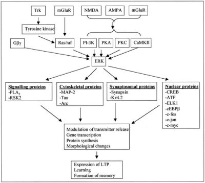 Long Term Memory Mediation Pathway