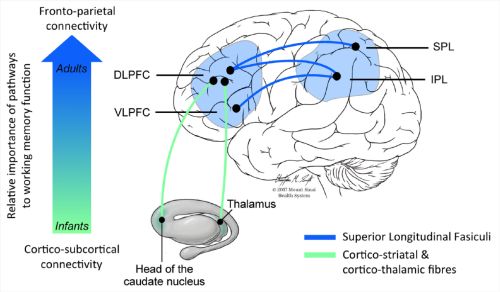 Long Term Memory Consolidation